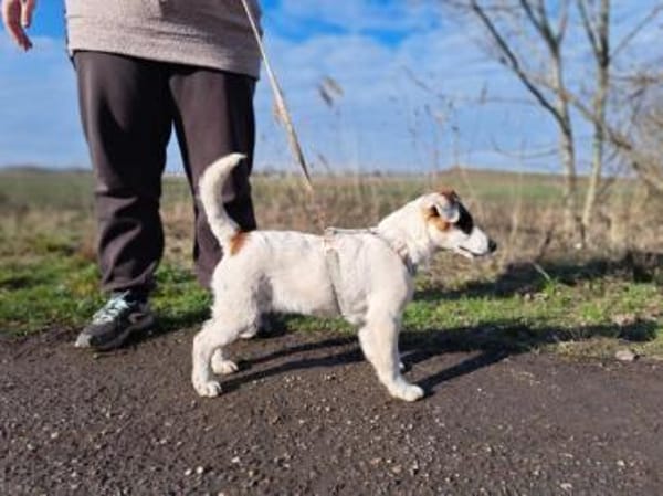 Beethoven, fröhliches Energiebündel
