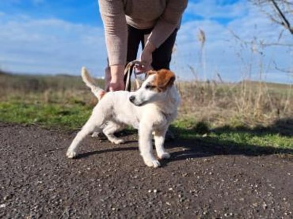 Beethoven, fröhliches Energiebündel