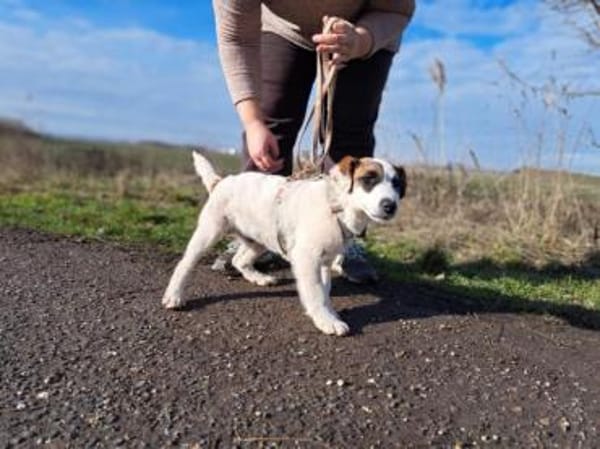 Beethoven, fröhliches Energiebündel
