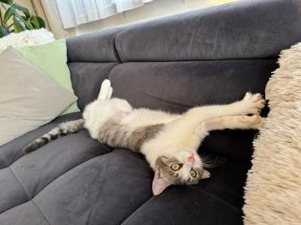 Yummy , ausgeglichene Samtpfote, ca.10 M