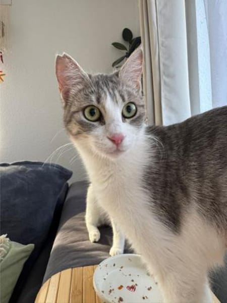 Yummy , ausgeglichene Samtpfote, ca.10 M