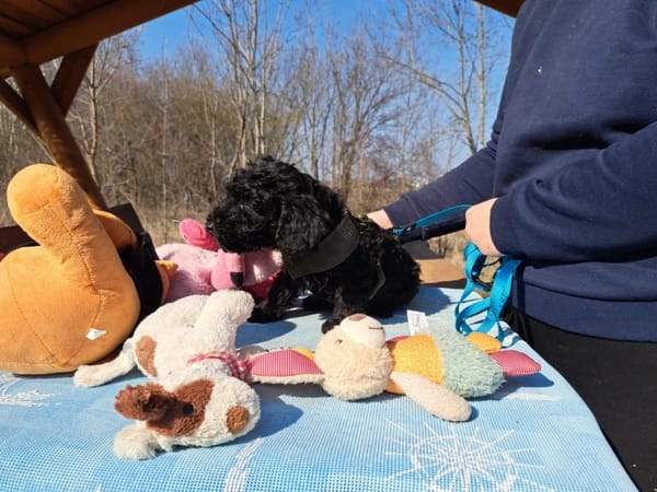 Arthos, kleines Energiebündel, ca. 4 Mon