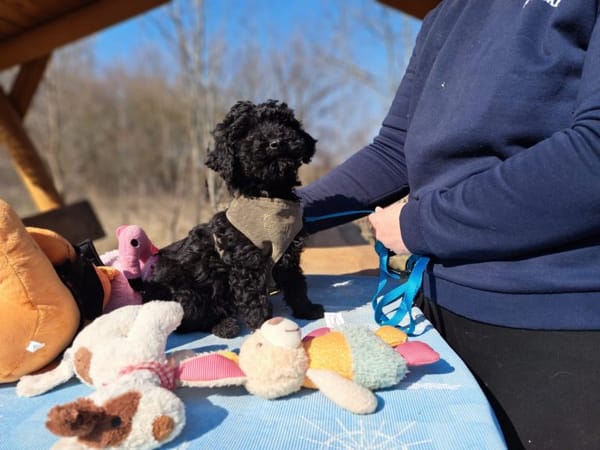 Arthos, kleines Energiebündel, ca. 4 Mon