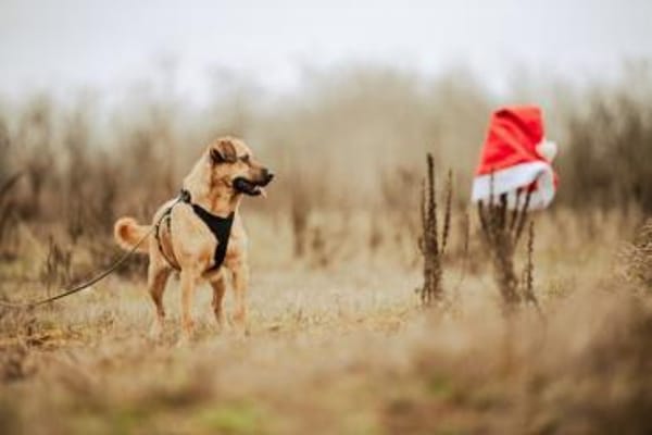 Nusi, verschmustes Energiebündel,  4 J.