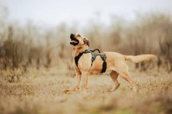 Nusi, verschmustes Energiebündel,  4 J.