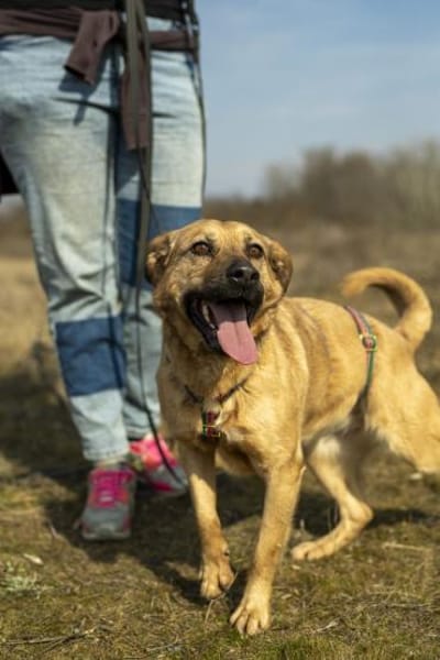 Nusi, verschmustes Energiebündel,  4 J.