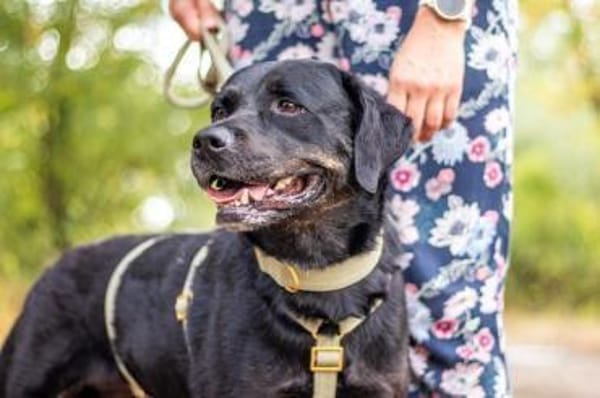 Jasmina, schwarze Schönheit, ca. 6 Jahre