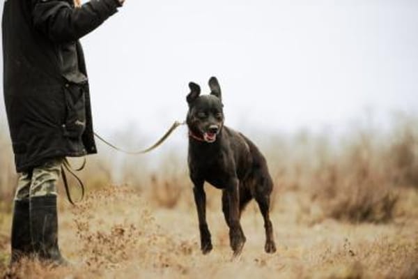 Jasmina, schwarze Schönheit, ca. 6 Jahre