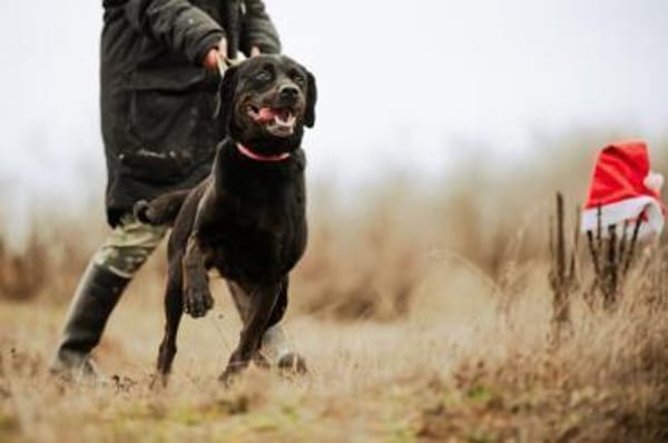 Jasmina, schwarze Schönheit, ca. 6 Jahre