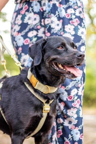 Jasmina, schwarze Schönheit, ca. 6 Jahre