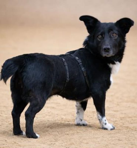 BATTY - jetzt auf PS in 50170 Kerpen