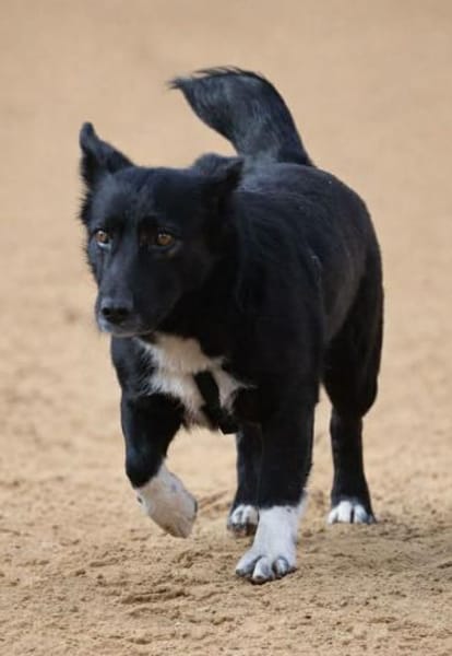 BATTY - jetzt auf PS in 50170 Kerpen