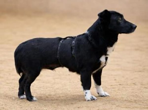 BATTY - jetzt auf PS in 50170 Kerpen