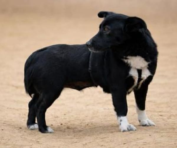 BATTY - jetzt auf PS in 50170 Kerpen