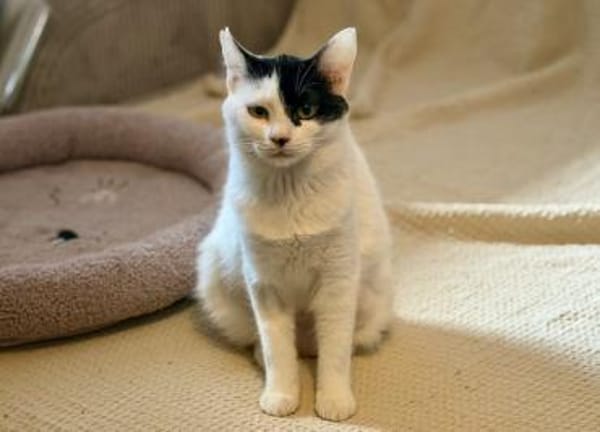 Denise, liebevolles Kuschelherz, ca. 8 M