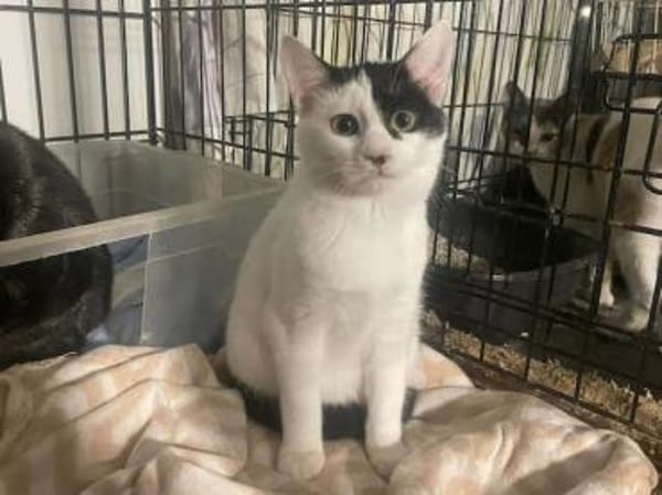 Denise, liebevolles Kuschelherz, ca. 8 M