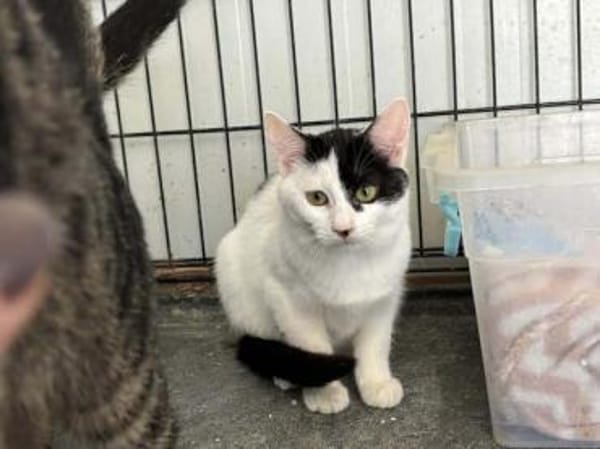 Denise, liebevolles Kuschelherz, ca. 8 M