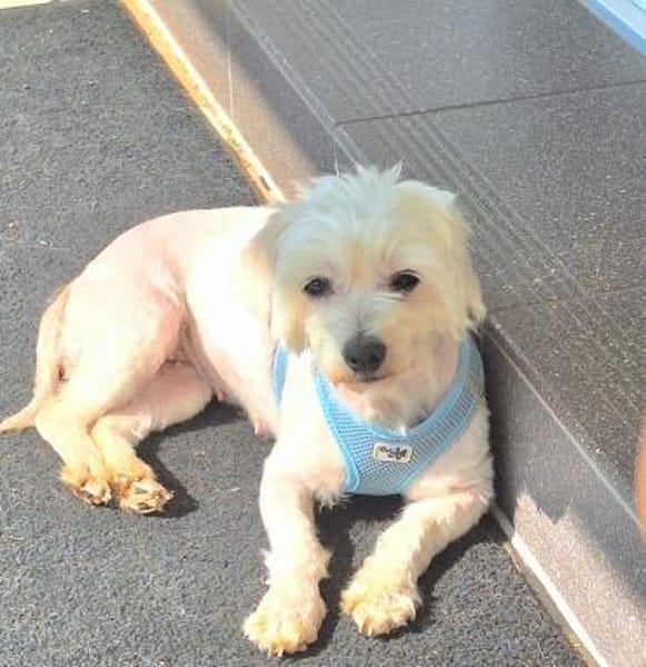 Peaches in 69126 Heidelberg