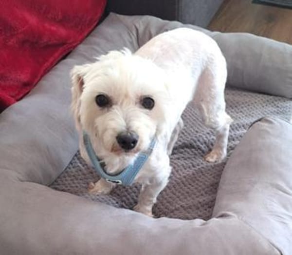 Peaches in 69126 Heidelberg