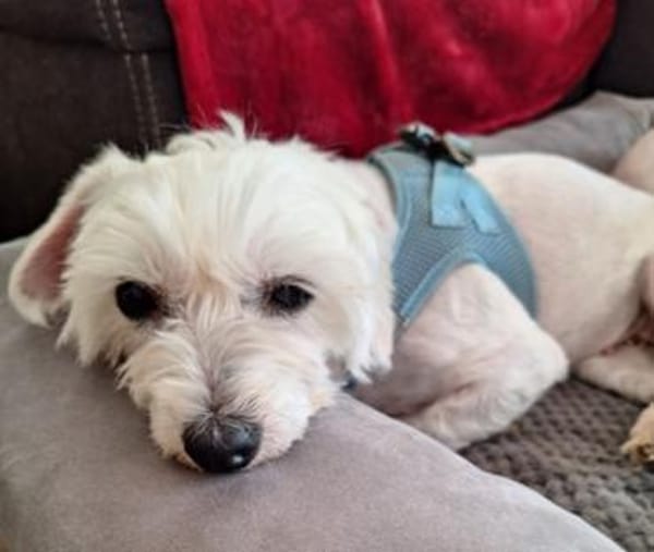 Peaches in 69126 Heidelberg