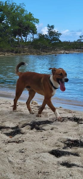 ALOKA Notre tendre créole