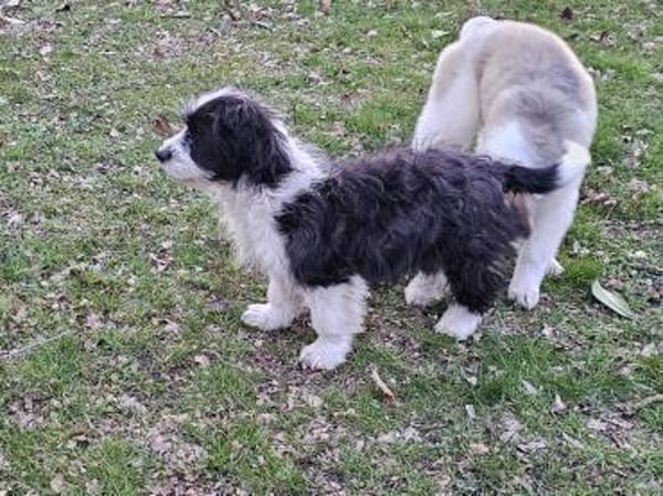 Schüchterne junge Bonny sucht Familie