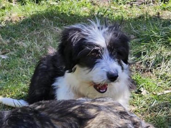 Schüchterne junge Bonny sucht Familie