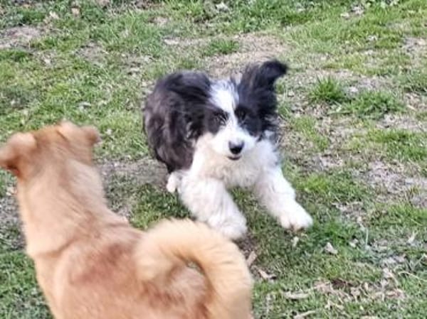 Schüchterne junge Bonny sucht Familie