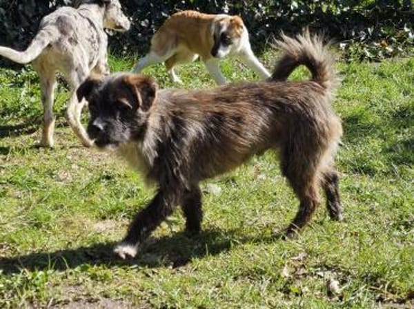 Witziger kleiner Jako sucht Familie