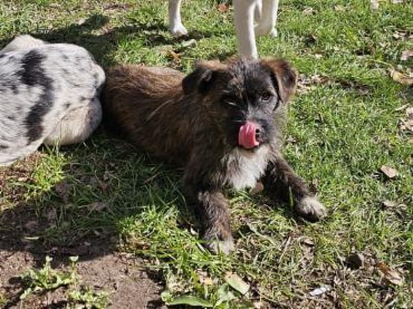 Witziger kleiner Jako sucht Familie