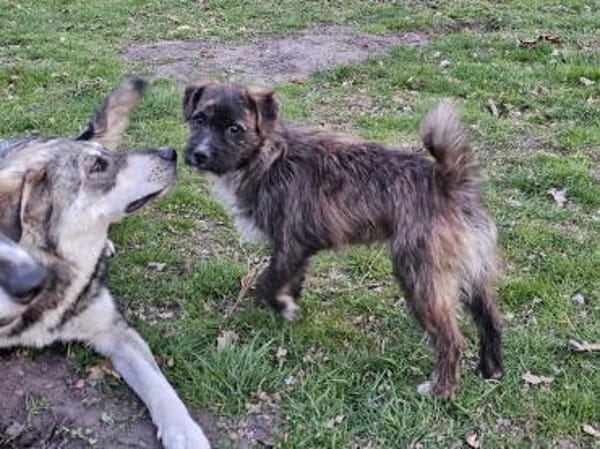 Witziger kleiner Jako sucht Familie