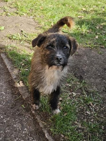 Witziger kleiner Jako sucht Familie