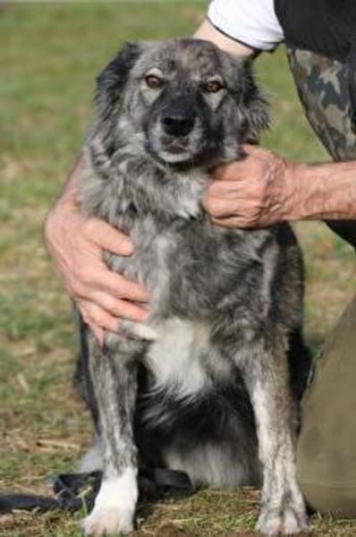 Sira - zutraulich u. verschmust