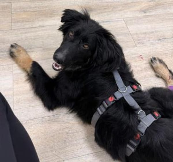 CHANTILLY -unkomplizierte, liebe Hündin-