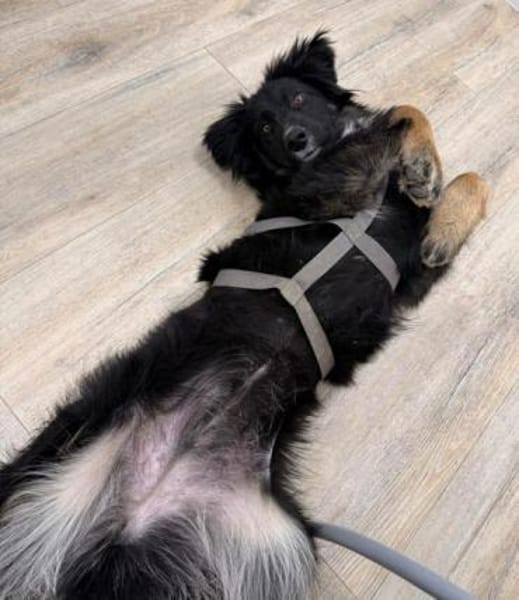 CHANTILLY -unkomplizierte, liebe Hündin-