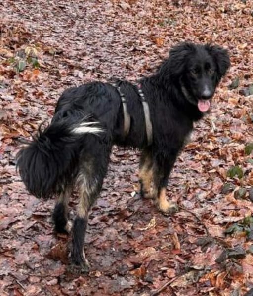 CHANTILLY -unkomplizierte, liebe Hündin-