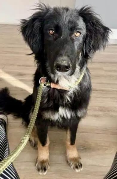 CHANTILLY -unkomplizierte, liebe Hündin-