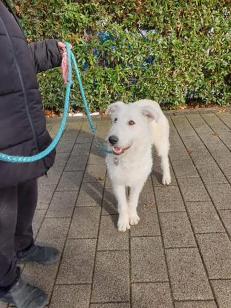 Emil in Thüringen sucht ein Zuhause