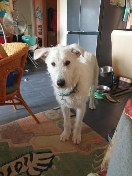 Emil in Thüringen sucht ein Zuhause