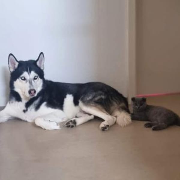 Tyson - ist katzen&kinderlieb