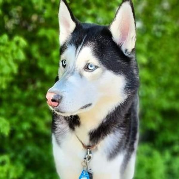 Tyson - ist katzen&kinderlieb