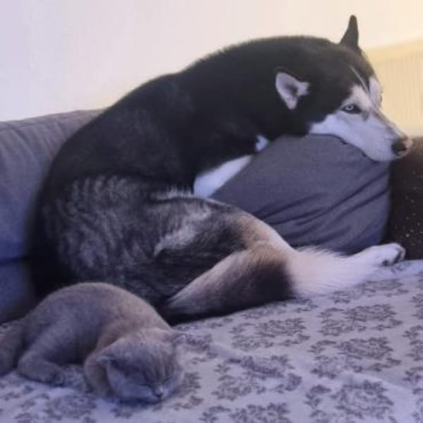 Tyson - ist katzen&kinderlieb