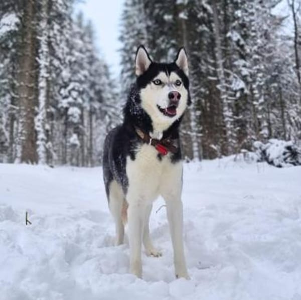 Tyson - ist katzen&kinderlieb