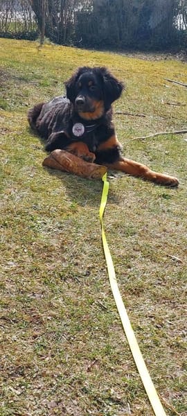 Leonardo 💛 sucht seine Menschen