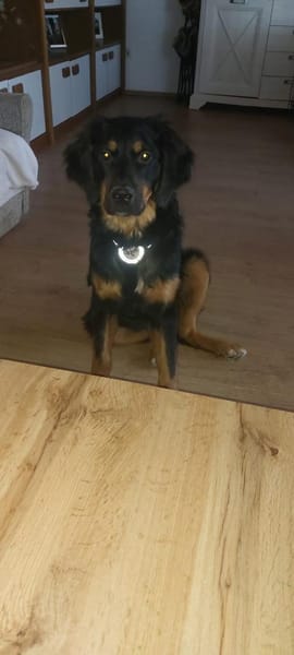 Leonardo 💛 sucht seine Menschen