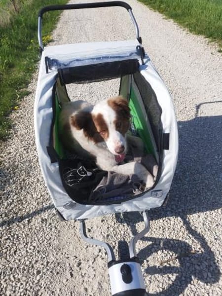 Pasquale sucht warmes Körbchen!