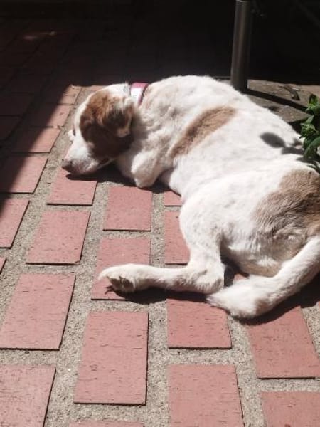 Pasquale sucht warmes Körbchen!