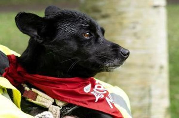 Buba- wartet in 31655 Stadthagen