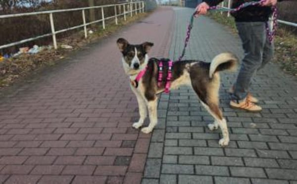 Wer schenkt der hübschen Kiwi sein Herz?