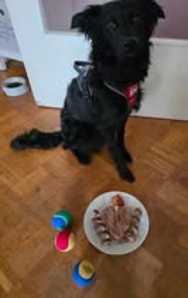 🐾 Emil sucht sein Für-immer-Zuhause 🐾